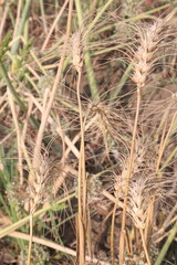 ripe wheat plant on farm