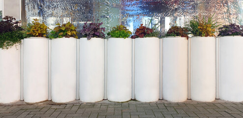 A variety of evergreen plants grow in white tall cylindrical pots on a city street.
