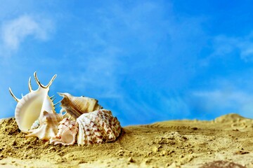Seashells on a sandy beach against a blue sky