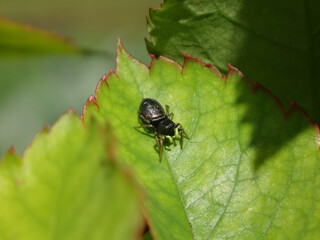 Fototapeta premium Sun-jumper spider (Heliophanus sp.), female on a rose leaf