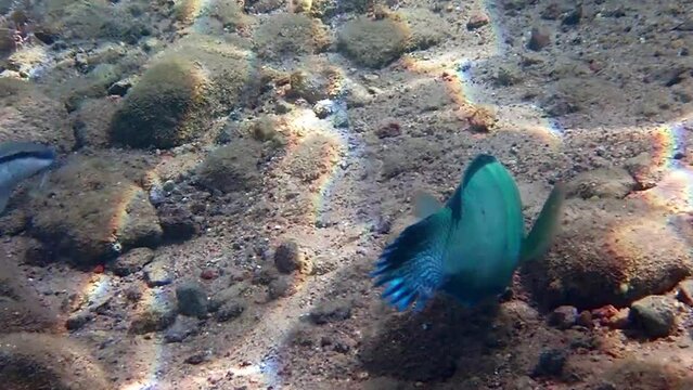 Parrotfish is named due to its beak-like dental bone with strong teeth and brilliant coloration patters, it inhabits coral reefs of the Red Sea together with other exotic fish