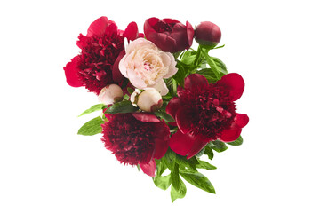 Lush arrangement of red and pink peonies with green leaves on white background