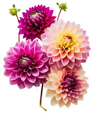 pink and yellow chrysanthemum on transprent background