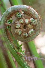 Macro image of an emerging tree fern at Trengwainton Garden Cornwall