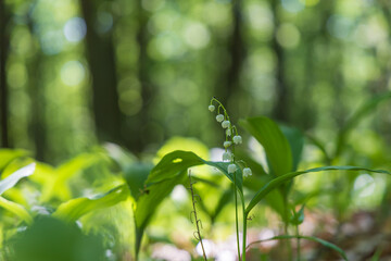 Lily of the valley - white flower with green leaves in the forest. Nice bokeh.