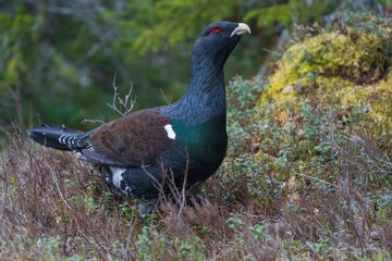 Western capercaillie (Tetrao urogallus)