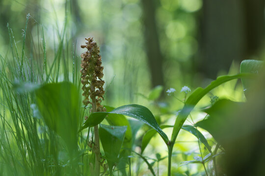Nematode nestling - Neottia nidus-avis - orchid grows in wild forest.