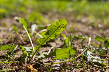 Green dandelion leaves bitten by slugs. A leaf in the sun.