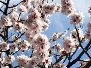 Spring flowers, blooming apricot. Natural background