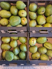 Mangofrüchte - Mangifera indica