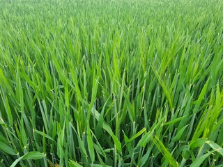 Gerstenfeld im Mai - Hordeum vulgare 2