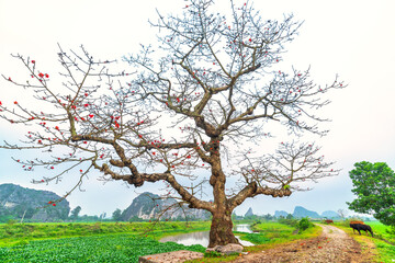 Buffalo is relaxing, eating grass next to the shrine have multi centuries-old trees in rural Vietnam peaceful