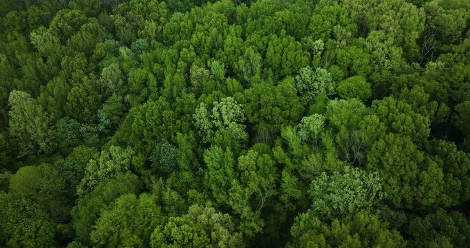 Lush greenery in big cypress tree state park, tennessee, showcasing dense forest canopy, aerial view