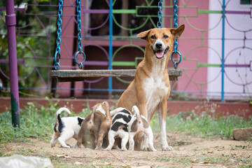 Mother dog with its puppies