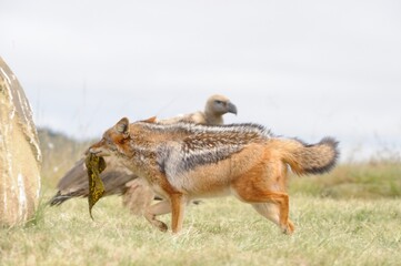 Fototapeta premium BLACKBACKED JACKAL (Canis mesomelas) competing with CAPE VULTURES (Gyps coprotheres) for scraps at a carcass. Underberg, southern Drakensberg, South Africa