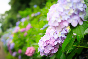 Obraz premium 飛鳥の小径の紫陽花