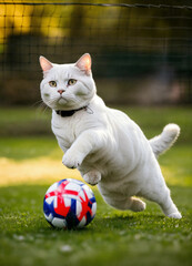 White cat is garden football playing