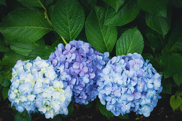 	飛鳥の小径の青色の紫陽花
