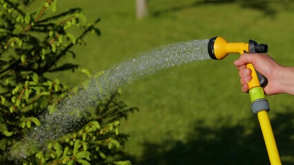 Close up of male hand holding hose and watering beautiful green tree in garden. Person watering...