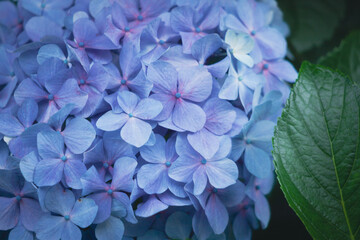 飛鳥の小径の青色の紫陽花