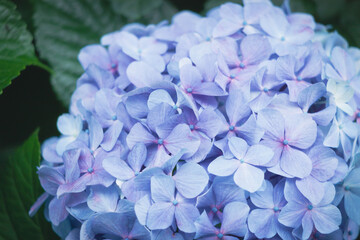 飛鳥の小径の青色の紫陽花