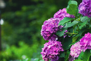 飛鳥の小径の紫色の紫陽花