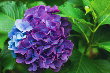 紫色と水色の二色の紫陽花