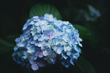 飛鳥の小径の水色の紫陽花