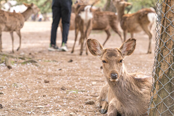 国の天然記念物に指定されている野生動物、奈良公園の可愛い鹿