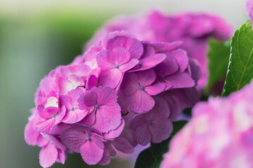 飛鳥の小径のピンク色の紫陽花
