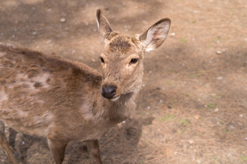 国の天然記念物に指定されている野生動物、奈良公園の可愛い鹿