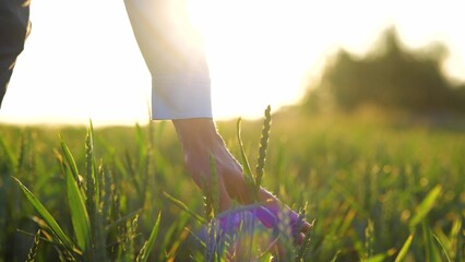 Close up of male hand running gently over unripe spikelets wheat field. Man walking at his farmland...