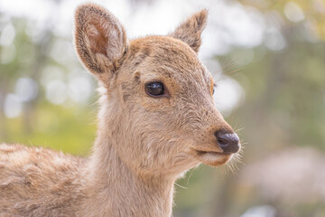 国の天然記念物に指定されている野生動物、奈良公園の可愛い鹿