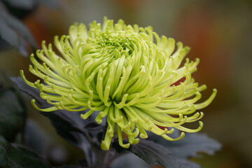 Green chrysanthemum flower close-up for background