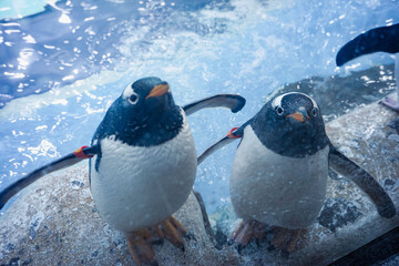 Penguins in the aquarium