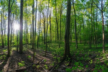 Sunlit Forest Landscape