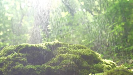 Morning summer drizzling rain falls in the forest on stones covered with green moss against the background of the morning rays of the sun. Background in blur and sun glare. Slow motion camera moving