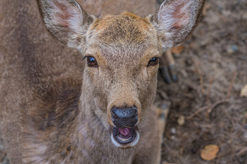 奈良県の奈良公園に住む可愛らしい鹿たちの様子