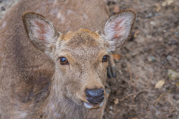 奈良県の奈良公園に住む可愛らしい鹿たちの様子