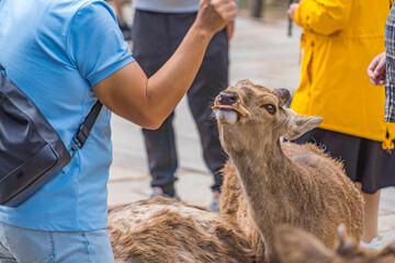 日本の奈良公園で観光客から鹿せんべいをもらう鹿たち