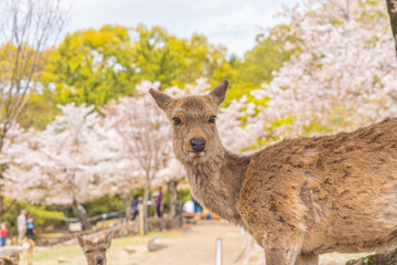 日本の奈良県の奈良公園の桜と鹿たち