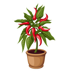 Red hot chili pepper plant growing in pot, cartoon vegetable growth. Pepper seedlings with red fruits on branches with green leaves, organic healthy harvest of home garden cartoon vector illustration