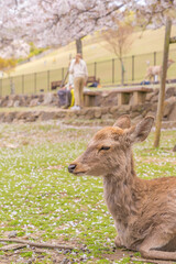 桜の木下で花見を楽しむ観光客とシカ