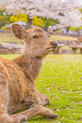 桜の木下で花見を楽しむ観光客とシカ