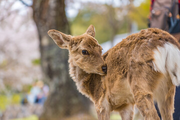 桜の花見をする奈良公園の鹿