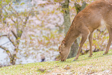 日本の奈良県の奈良公園の桜と鹿たち