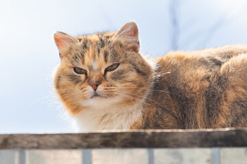 brown beige kitten cat portrait close-up, feline muzzle. cute cat sunbathing and squinting at...