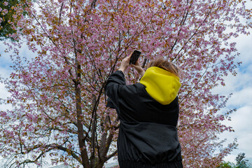 A woman in a yellow hood uses her smartphone to take photos of the beautiful pink sakura blossoms...