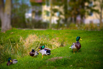 Ostseebad Kühlungsborn