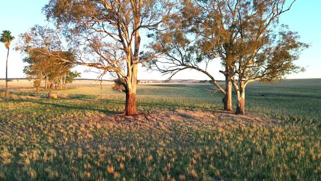 View of the gum trees in vast green grassy field under the blue dusk sky at sunset, Australia